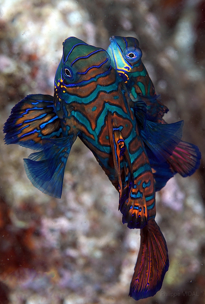Banda Sea 2018 - DSC06070_rc - Mandarinfish - Poisson mandarin - Synchiropus splendidus.jpg